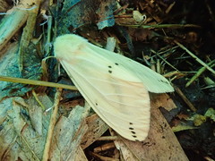 Spilarctia seriatopunctata