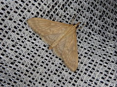 Nomis albopedalis