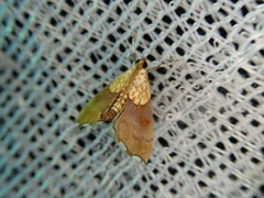 Agrotera nemoralis