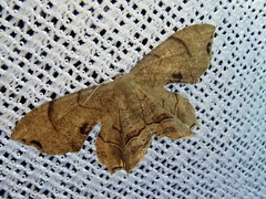 Dysaethria moza