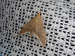 Circobotys nycterina