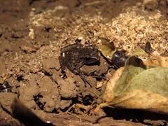 Eleutherodactylus cystignathoides