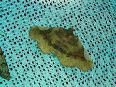 Pangrapta perturbans