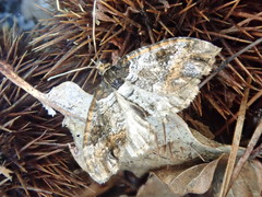 Melanthia procellata inquinata