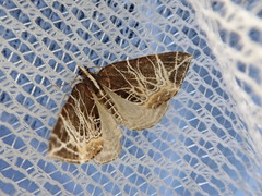 Evecliptopera illitata