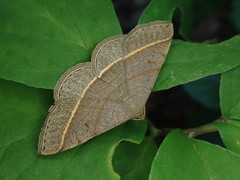 Paracolax trilinealis