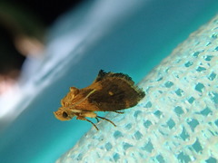 Microleon longipalpis