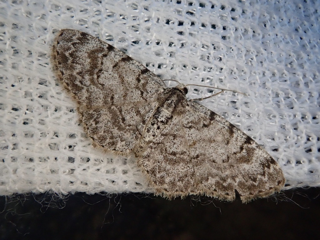 Aethalura ignobilis