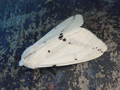 Spilarctia seriatopunctata