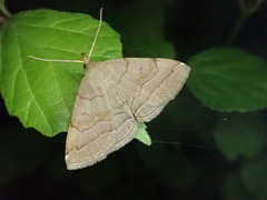 Zanclognatha triplex