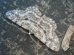 Hypomecis kuriligena