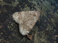 Hydrillodes pacifica