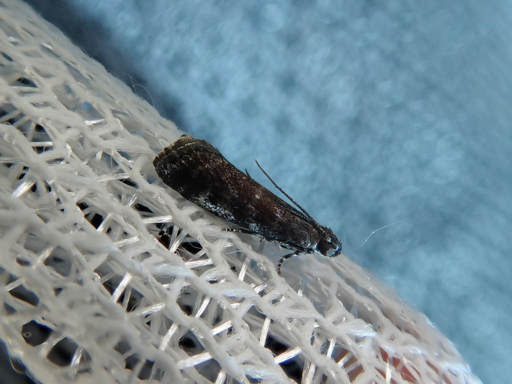 Ortholepis infausta