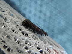 Ortholepis infausta