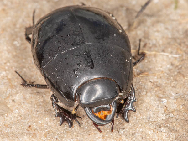 Pactolinus