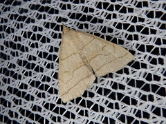 Herminia arenosa