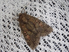 Antapamea conciliata