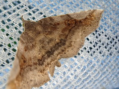 Pangrapta perturbans