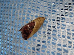 Maliattha chalcogramma