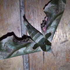 Adhemarius dariensis