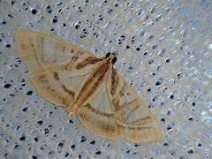 Glyphodes duplicalis