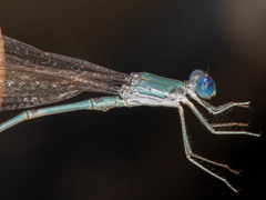 Lestes pallidus