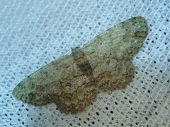 Hypomecis punctinalis conferenda