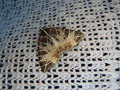 Evecliptopera illitata