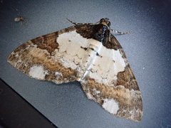 Melanthia procellata inquinata