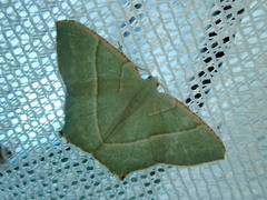 Neohipparchus vallata
