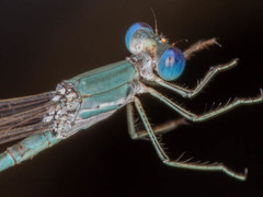 Lestes pallidus
