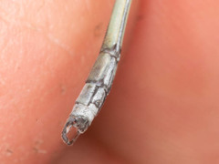 Lestes pallidus