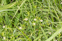 Glinus oppositifolius