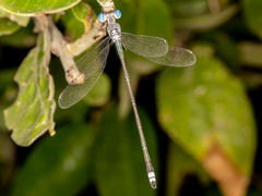 Lestes dissimulans