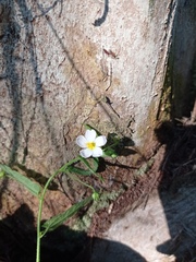 Kosteletzkya depressa