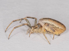 Araneus varus