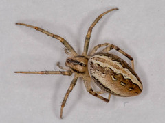 Araneus varus