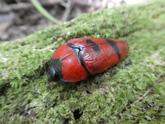 Calodema plebeia