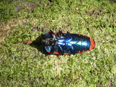 Calodema plebeia