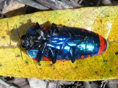 Calodema plebeia