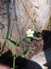 Kosteletzkya depressa