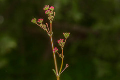 Image of Boerhavia coccinea