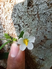 Kosteletzkya depressa