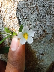 Kosteletzkya depressa