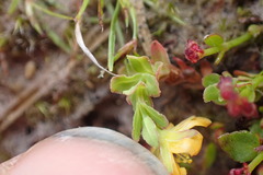 Hypericum pusillum