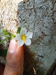 Kosteletzkya depressa