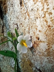 Kosteletzkya depressa