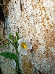 Kosteletzkya depressa