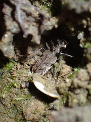 Neocicindela parryi