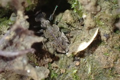 Neocicindela parryi